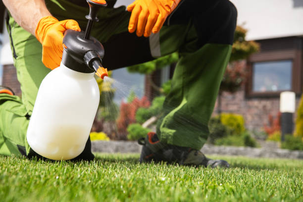Best Local Pest Control Services  in Ovilla, TX