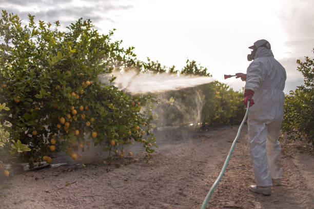 Best Local Pest Control Services  in Ovilla, TX