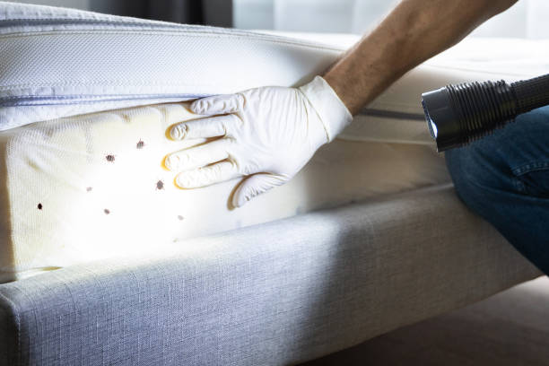 Best Bed Bug Extermination  in Ovilla, TX